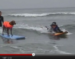 Service dogs can surf? Check this pup and his quadriplegic owner