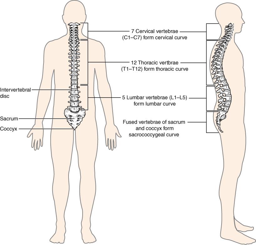 Lumbar Spine Injury L1-L5